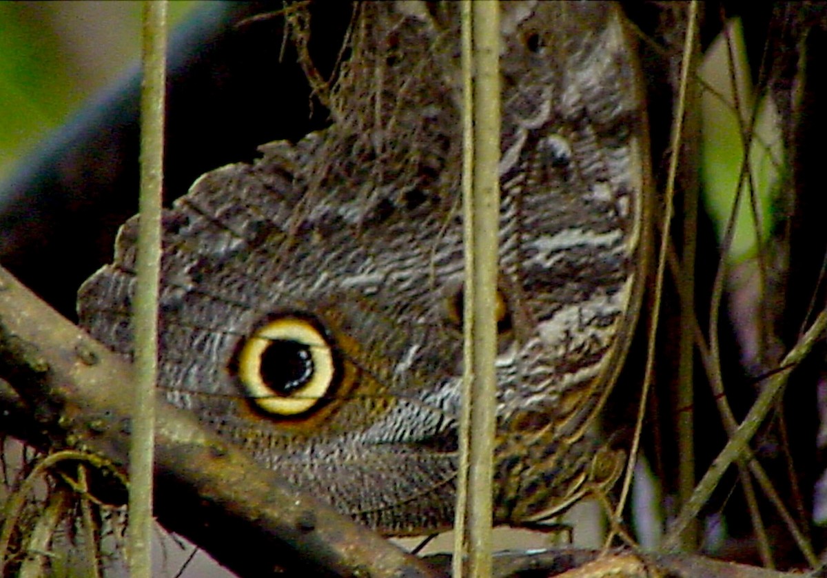 Insects - ML645959222