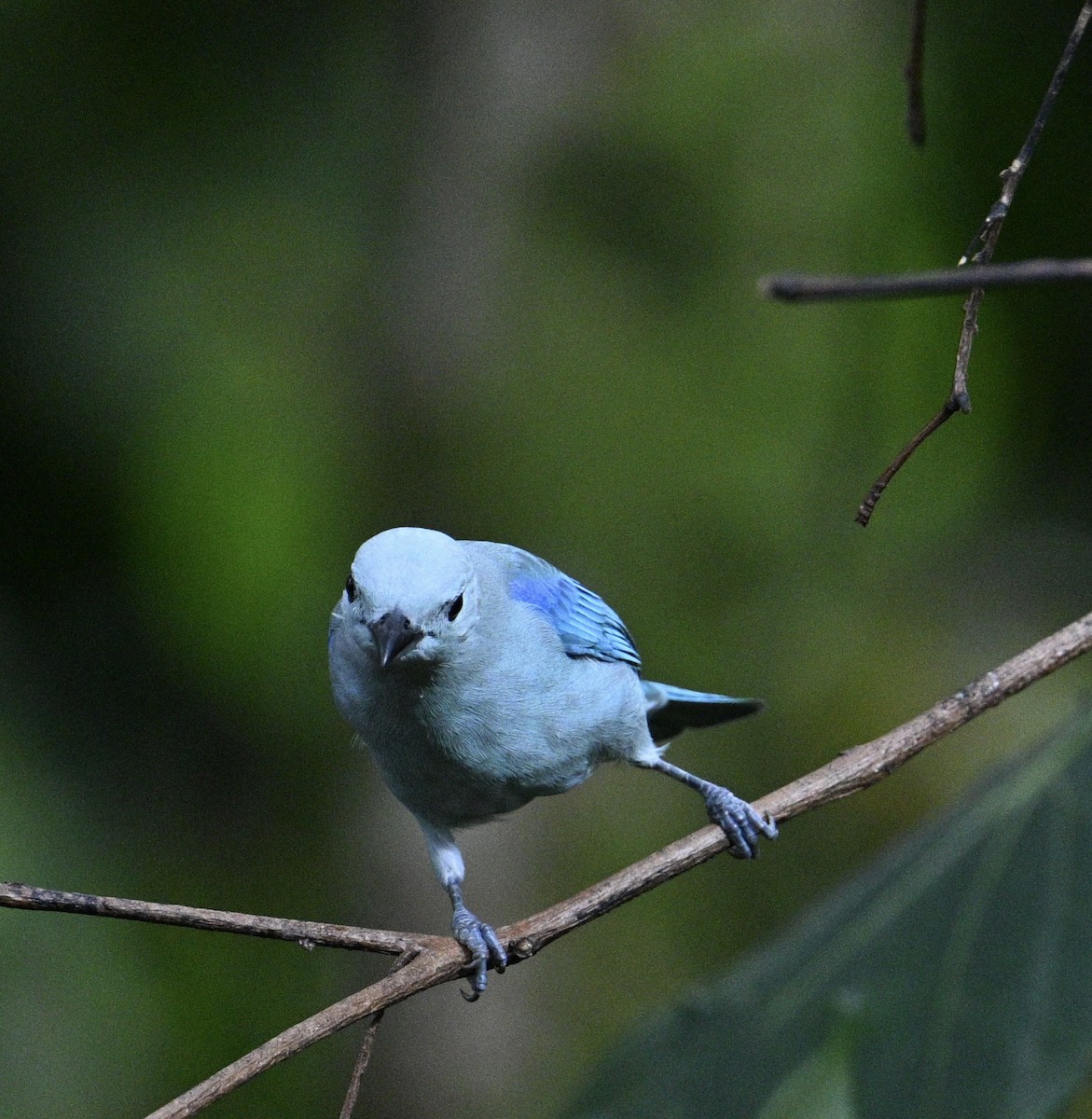 Blue-gray Tanager - ML645959246