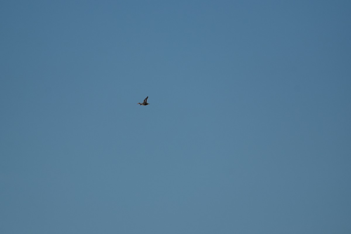 Cerceta Común - ML645959248