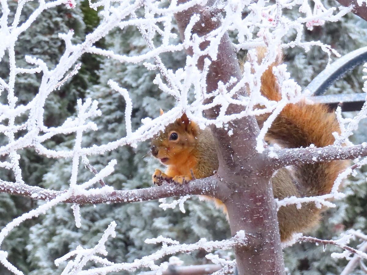 Eastern Fox Squirrel - ML645959252