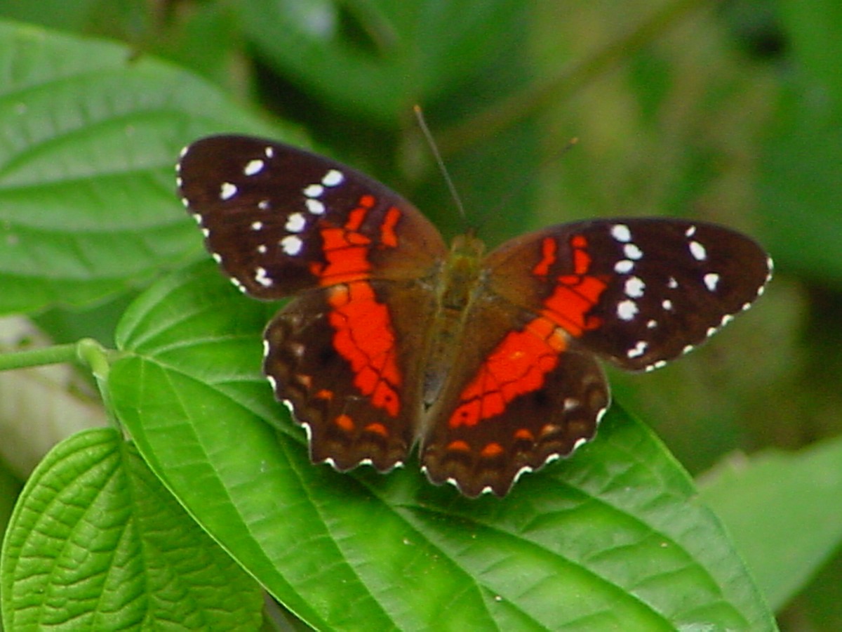 Insects - ML645959253