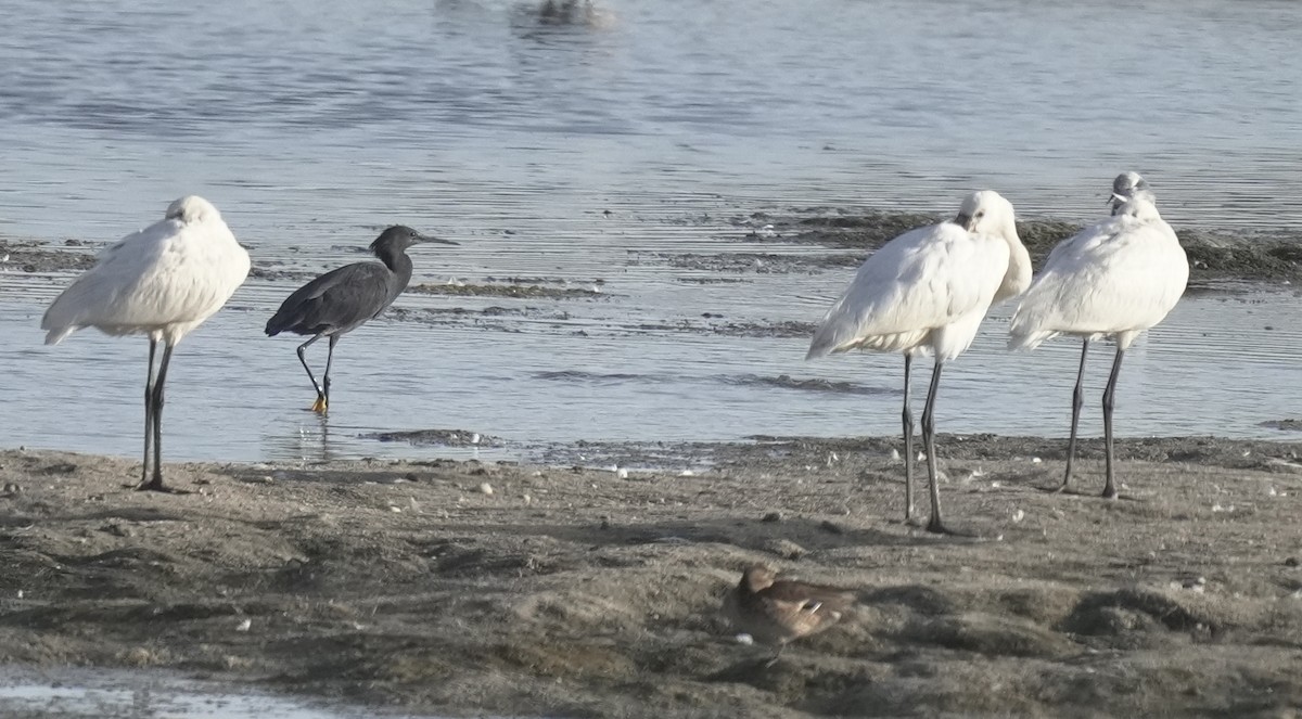 Glockenreiher - ML645959254