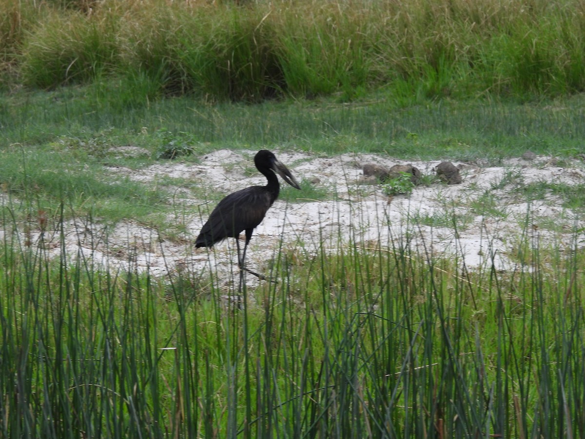 African Openbill - ML645959255
