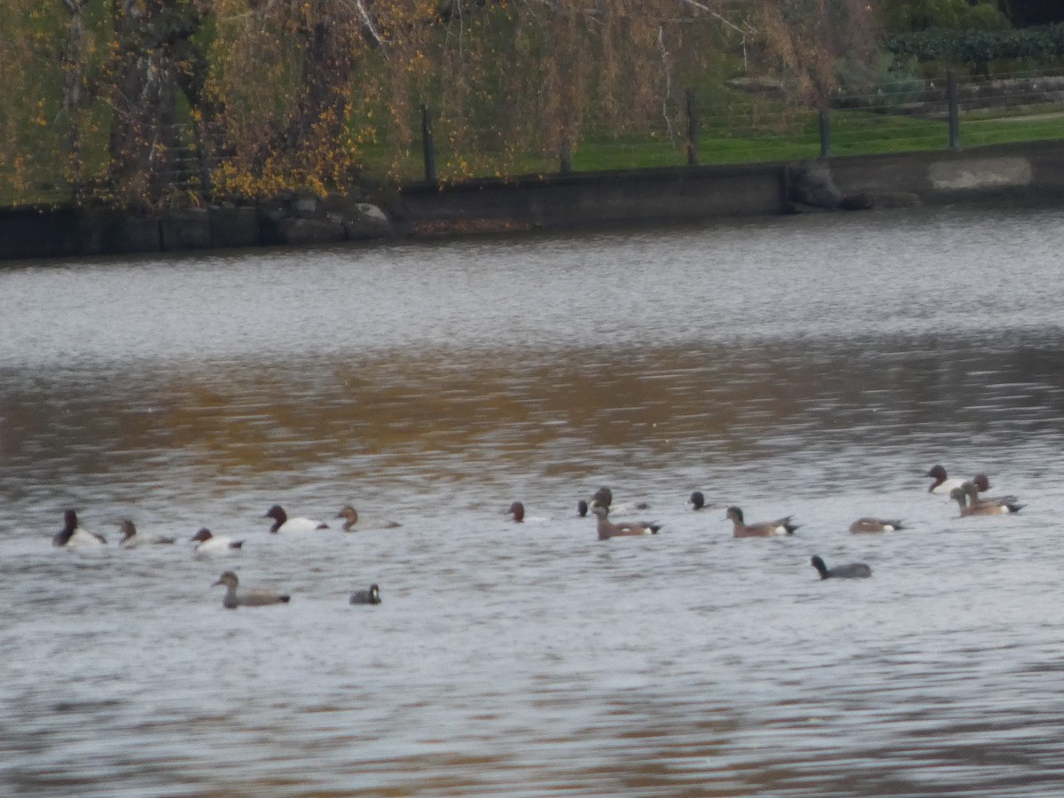 Murgilari bizkarzuria - ML645959258