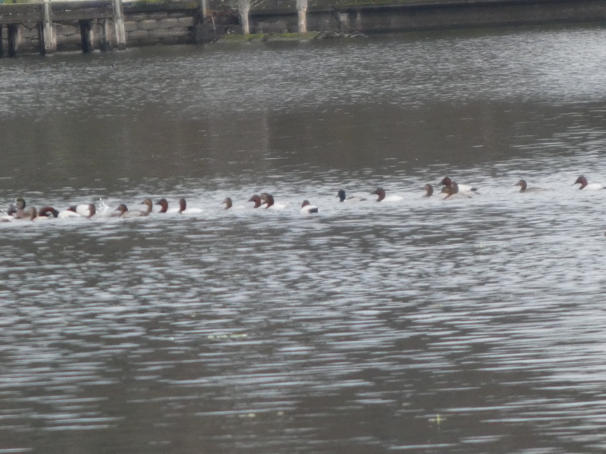 Murgilari bizkarzuria - ML645959259