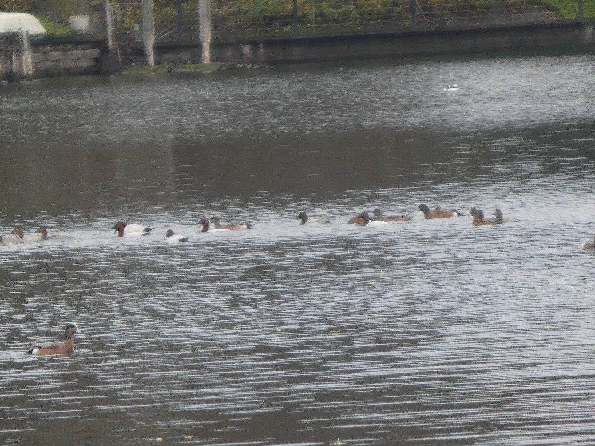 Murgilari bizkarzuria - ML645959260