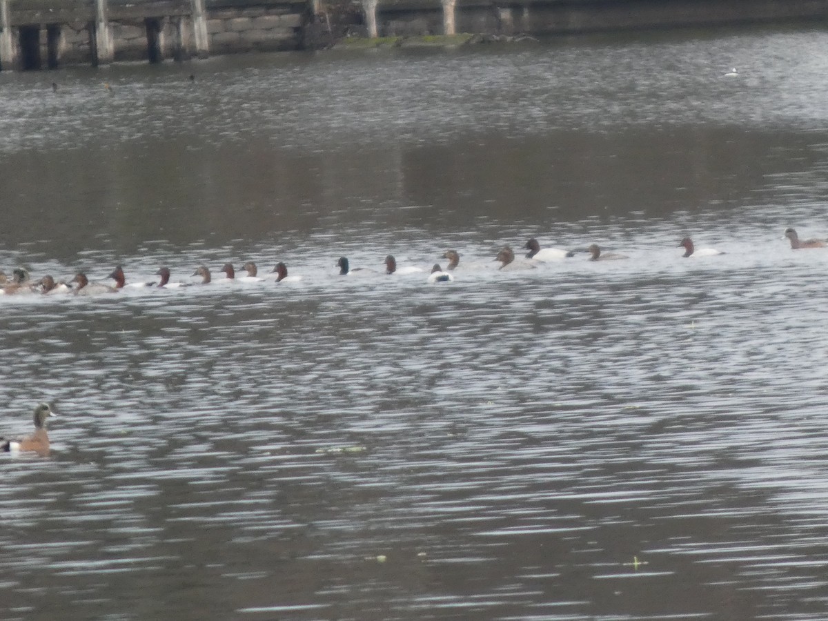 Murgilari bizkarzuria - ML645959261