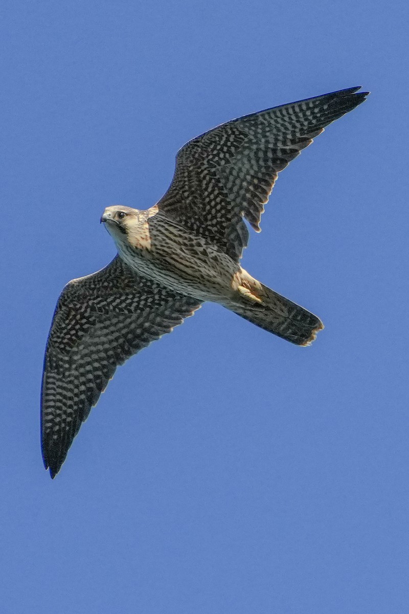 Halcón Peregrino - ML645959262