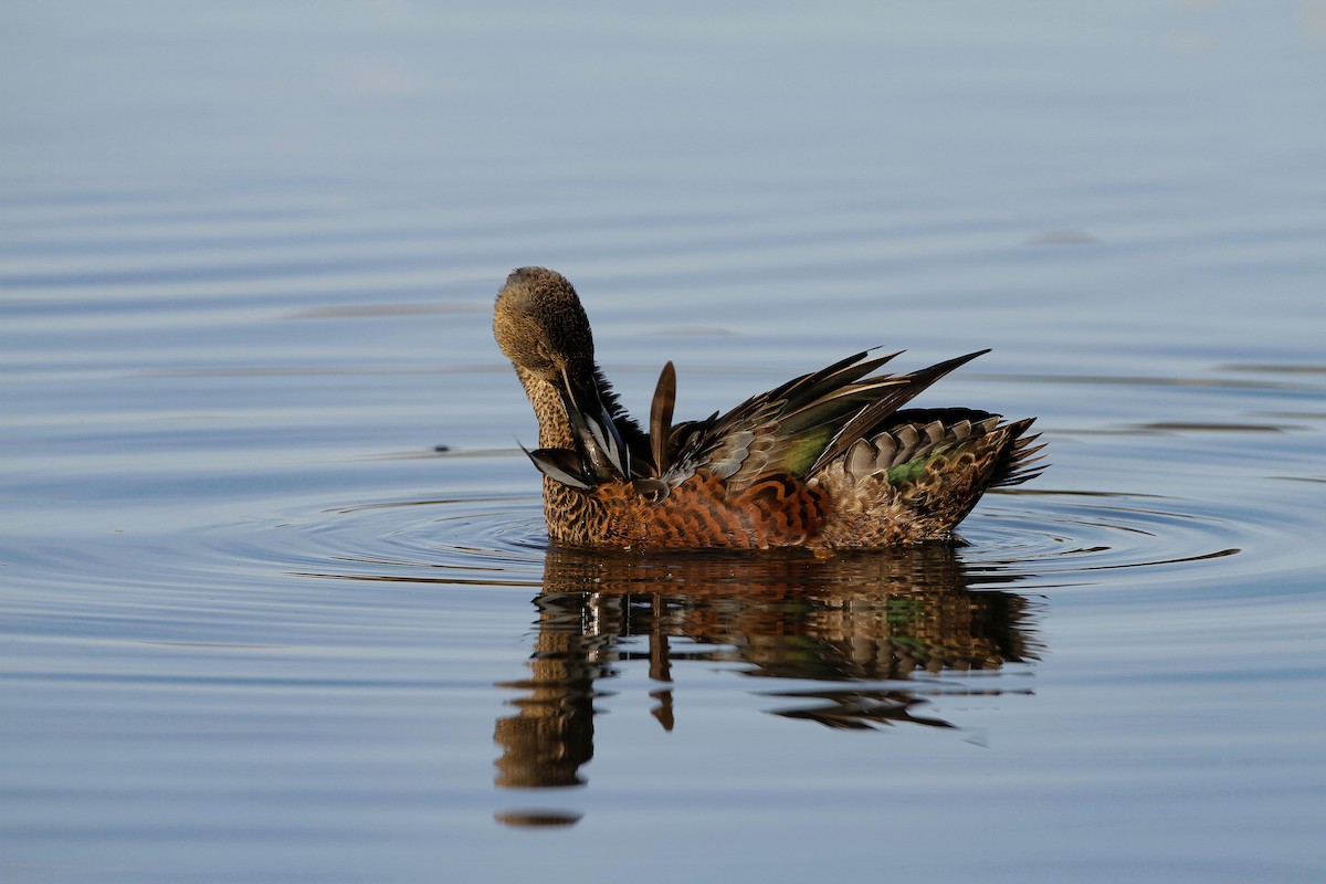 Cuchara Australiano - ML645959263