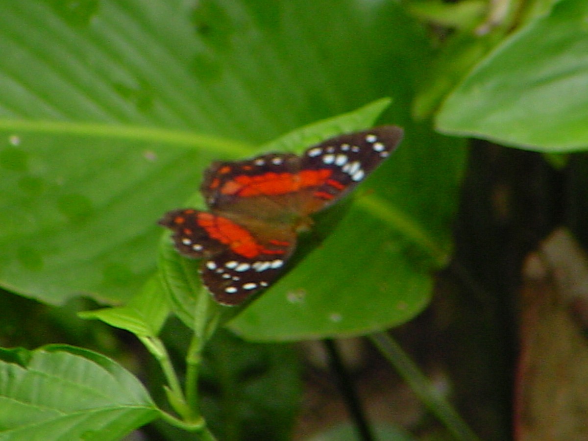 Purple Owl-Butterfly - ML645959269