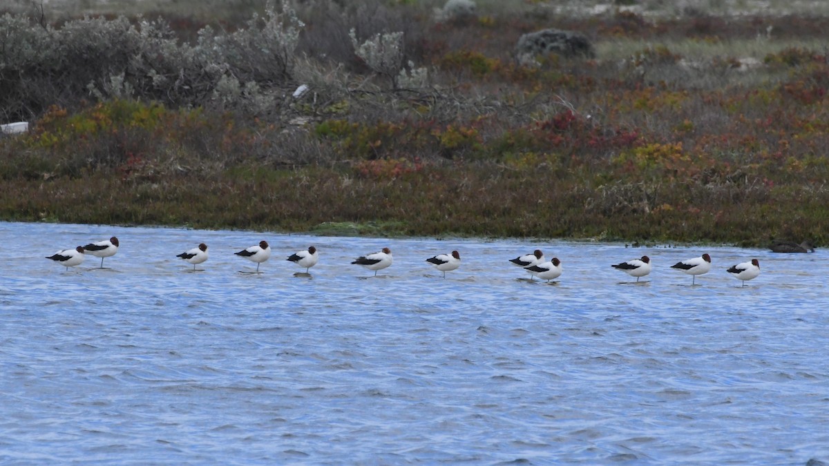 Red-necked Avocet - ML645959282