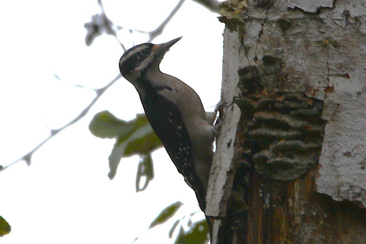 strakapoud americký - ML645959284