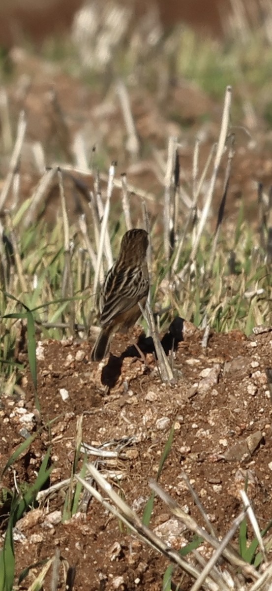 Cistícola Buitrón - ML645959285