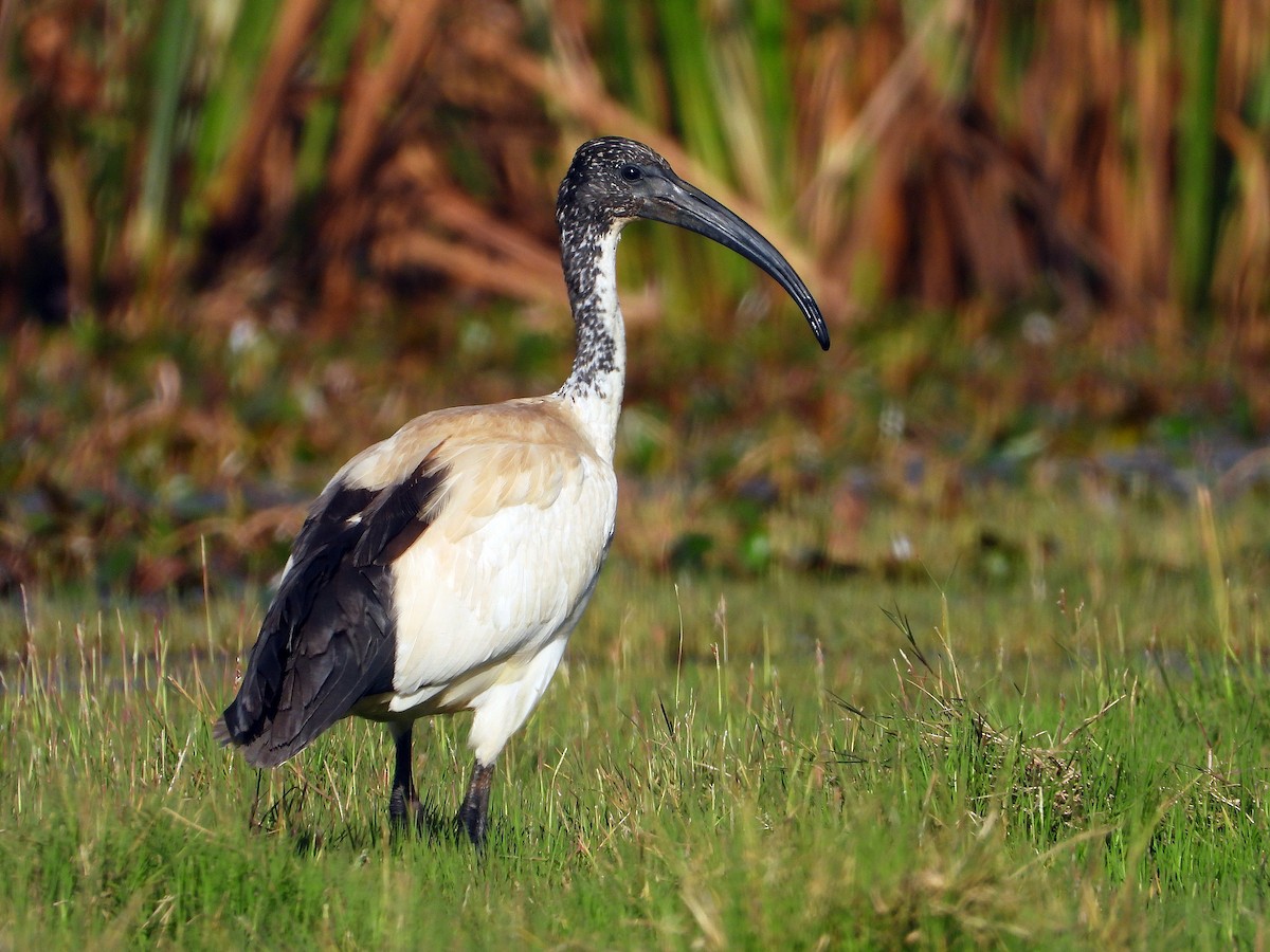 Ibis Sagrado - ML645959287