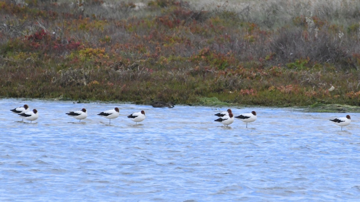 Avoceta Australiana - ML645959288