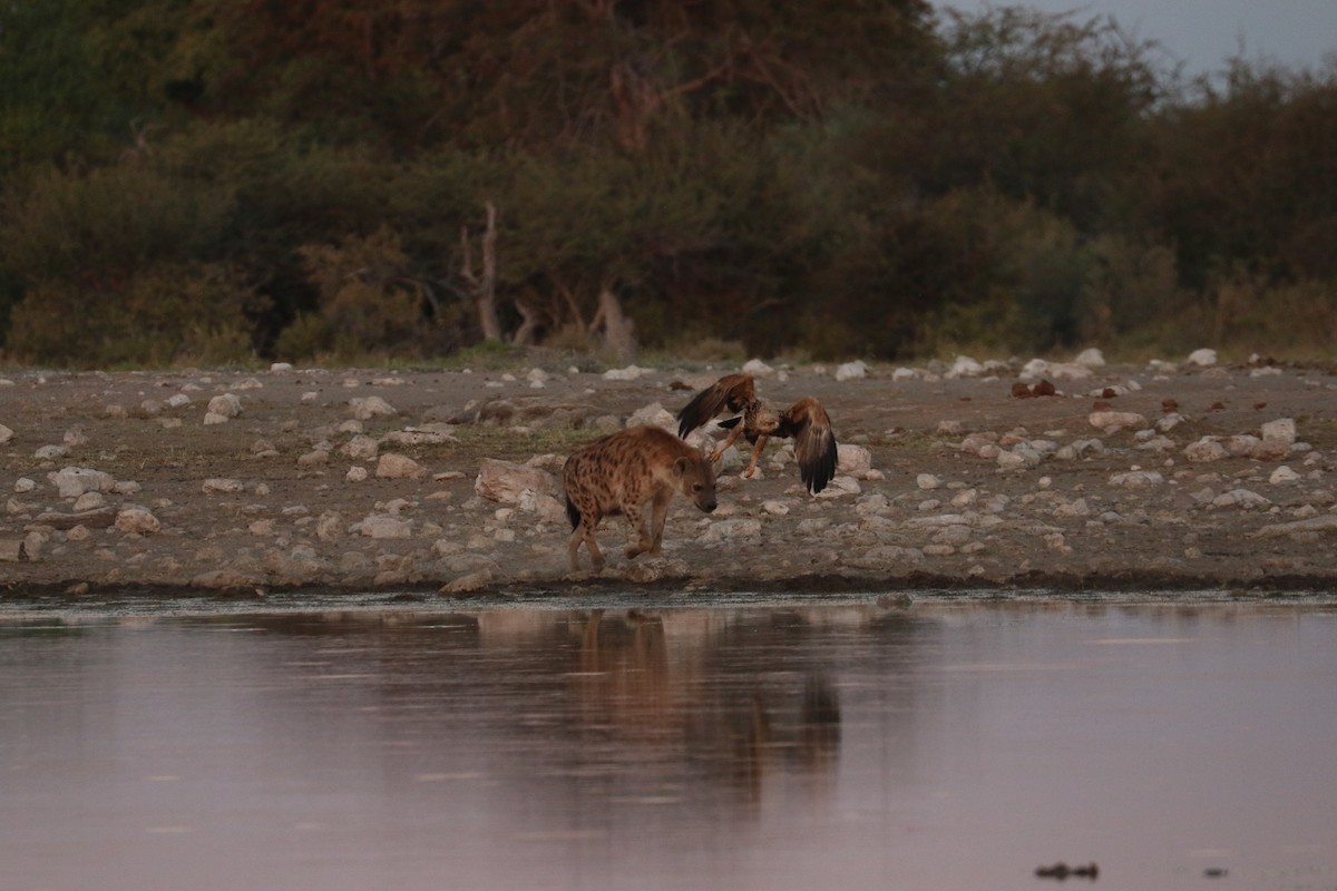 Águila Rapaz - ML645959291