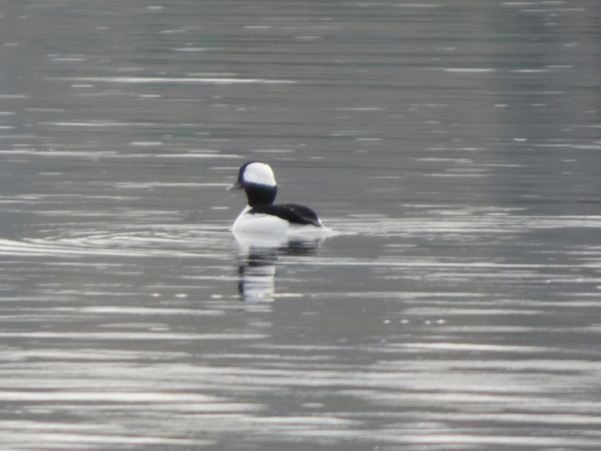 Porrón Albeola - ML645959292