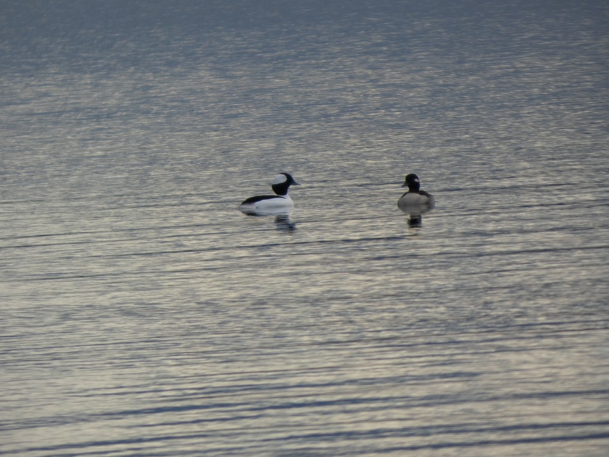 Porrón Albeola - ML645959293