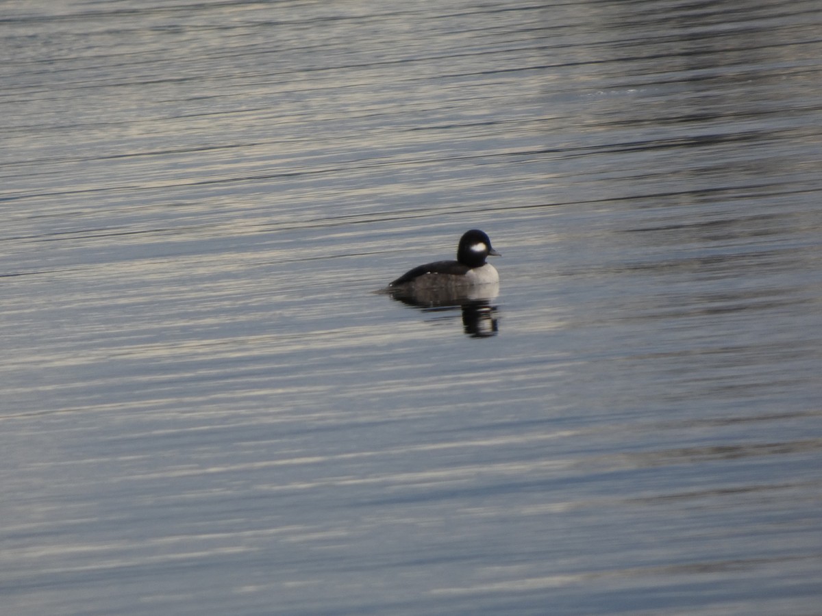 Porrón Albeola - ML645959294