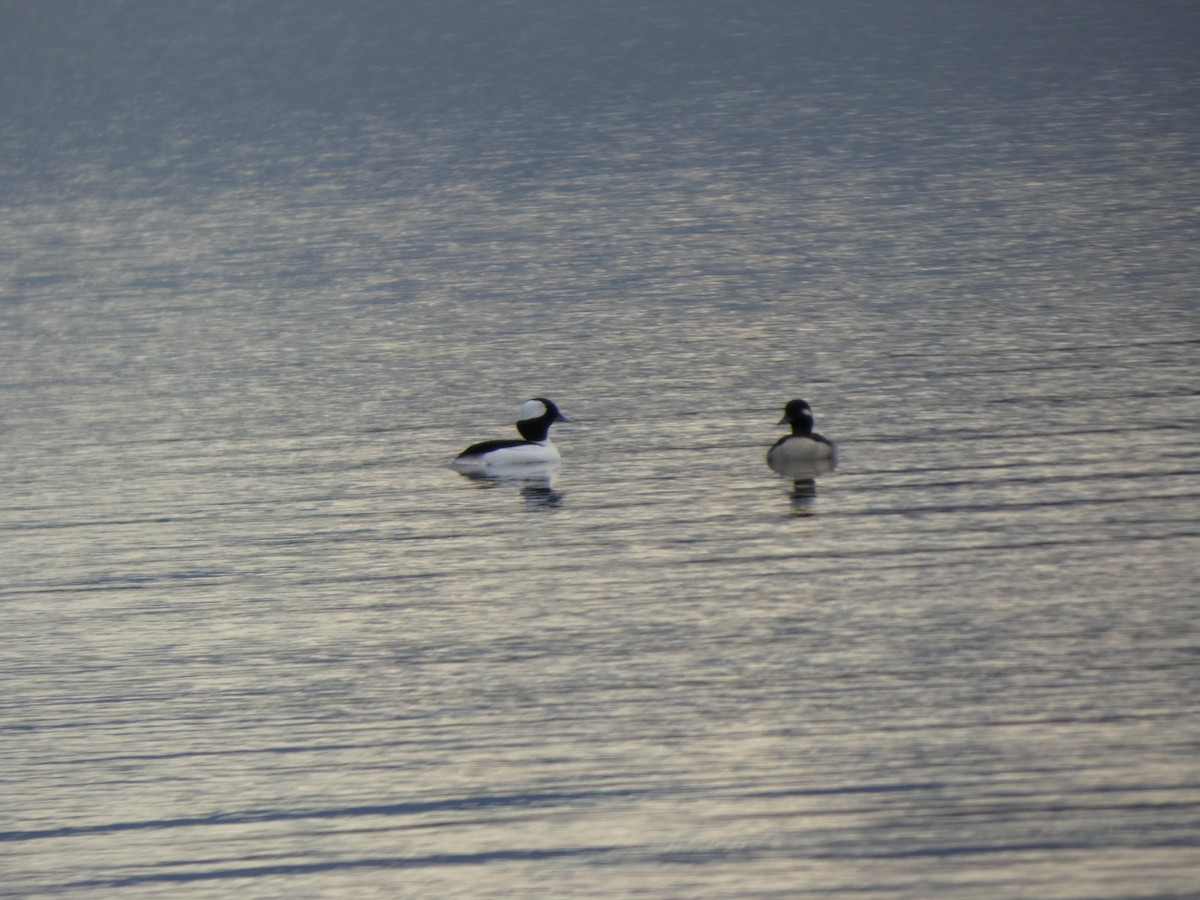 Porrón Albeola - ML645959295