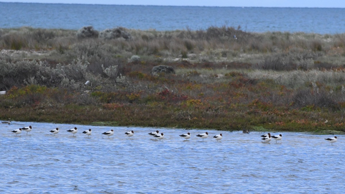 Avoceta Australiana - ML645959296
