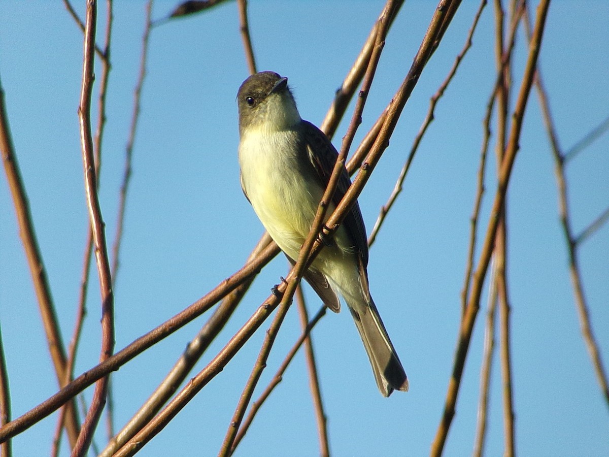 Mosquero Fibí - ML645959298