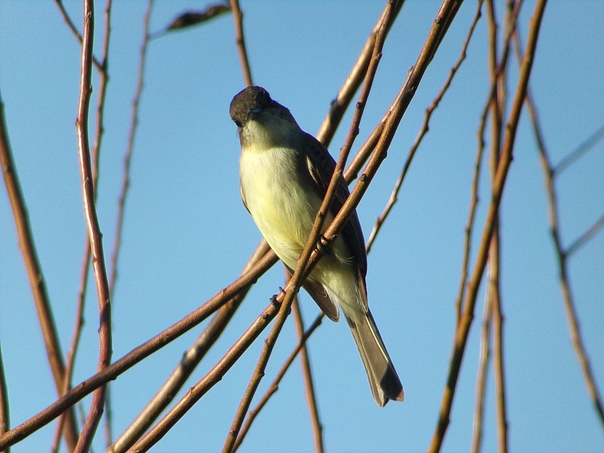 Mosquero Fibí - ML645959299