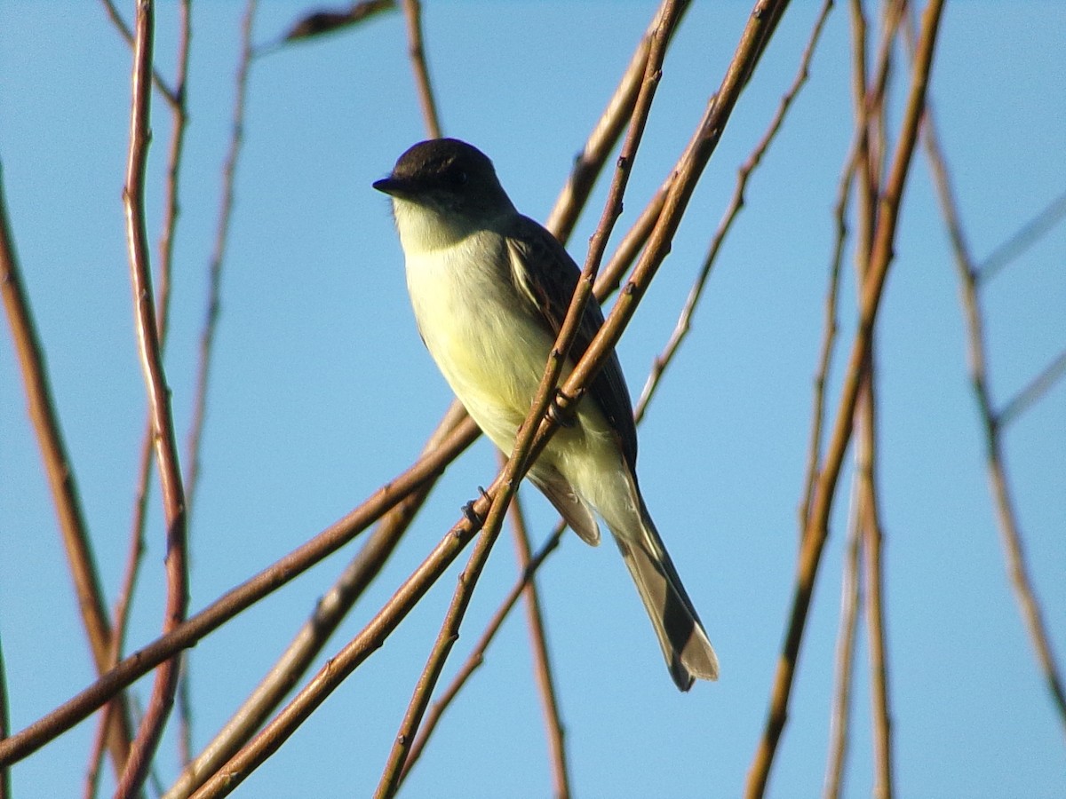 Mosquero Fibí - ML645959300