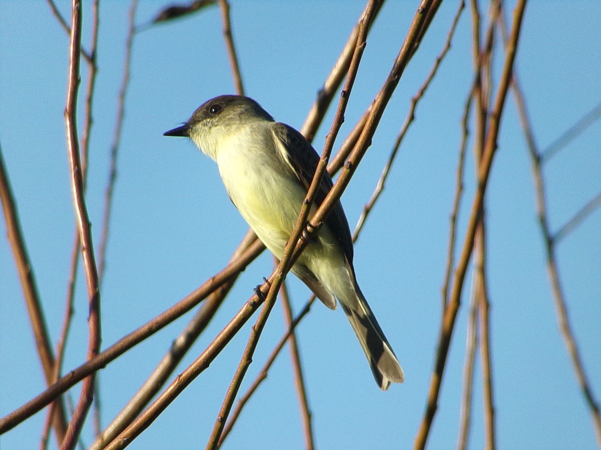 Mosquero Fibí - ML645959301