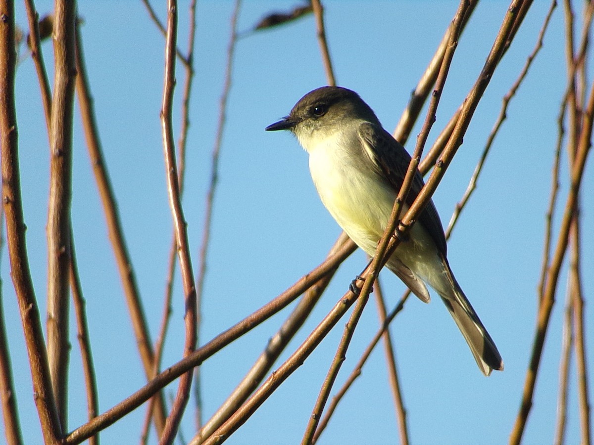 Mosquero Fibí - ML645959302