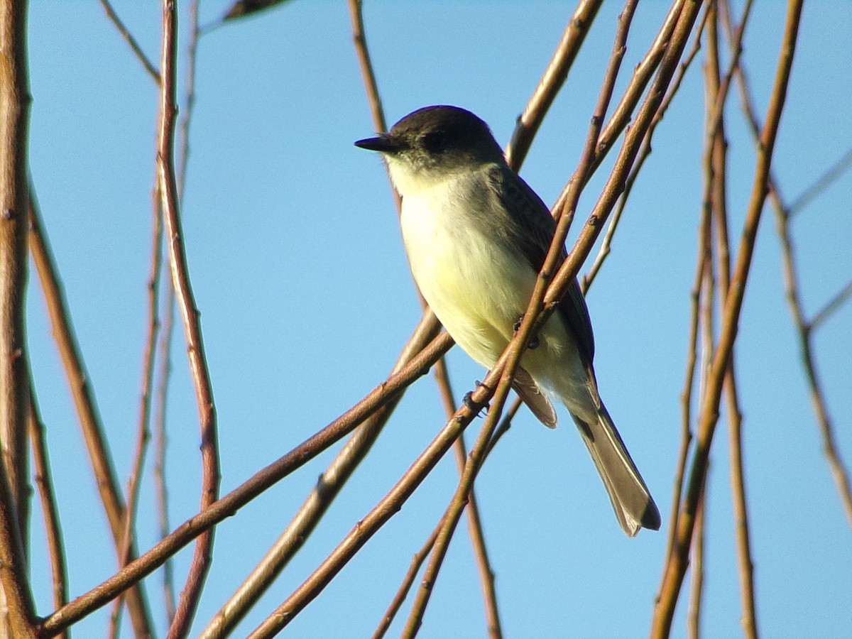 Mosquero Fibí - ML645959303