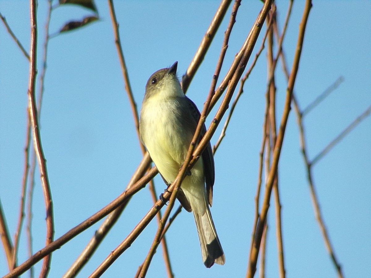 Mosquero Fibí - ML645959304