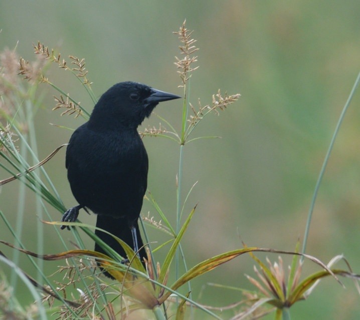 Varillero Negro - ML645959305