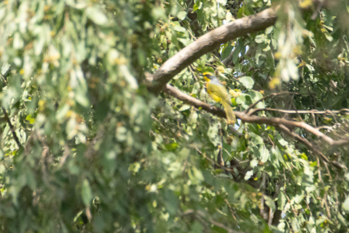 Bubú Azufrado - ML645959307