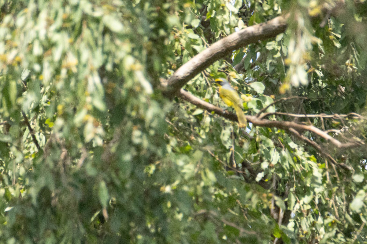 Bubú Azufrado - ML645959308