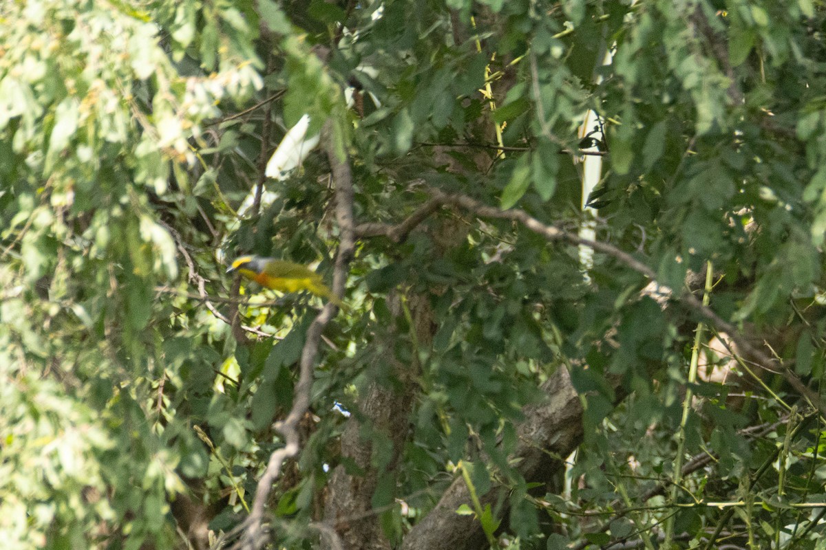 Bubú Azufrado - ML645959309