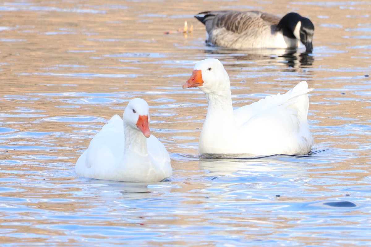 Oie cendrée (forme domestique) - ML645959312