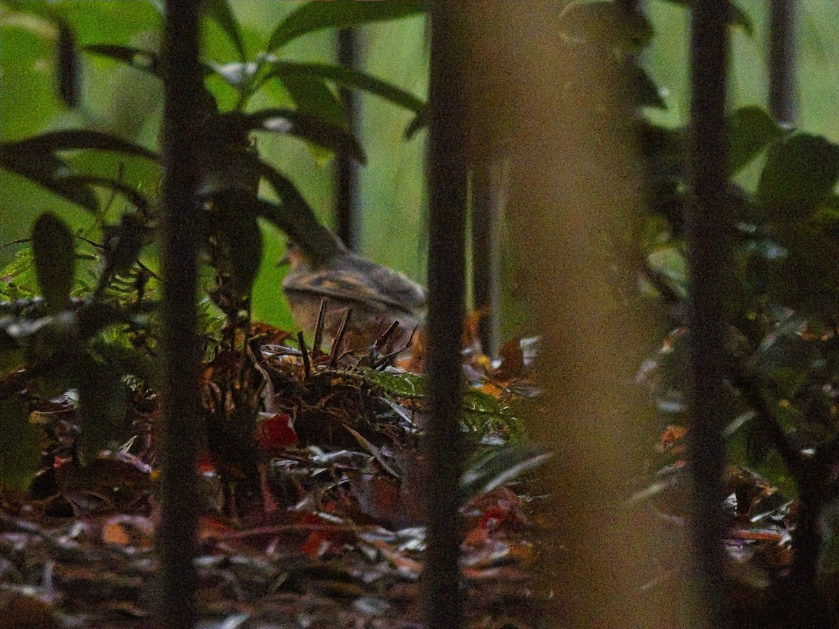 Zorzal Pinto - ML645959313