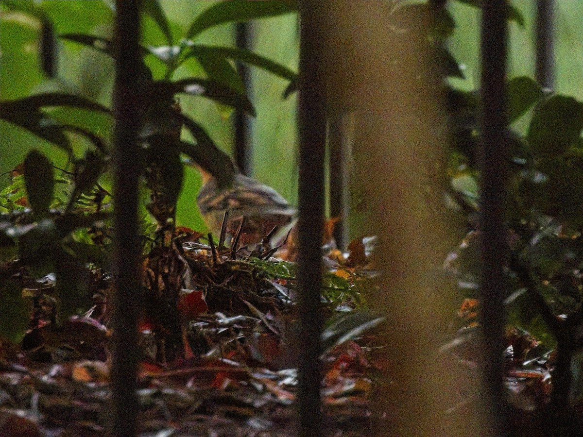 Zorzal Pinto - ML645959314