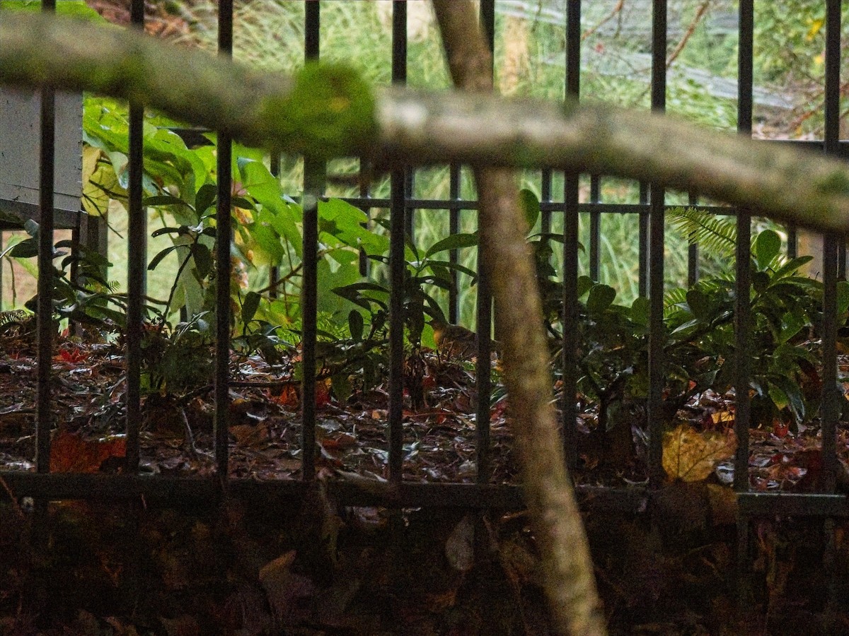 Zorzal Pinto - ML645959315