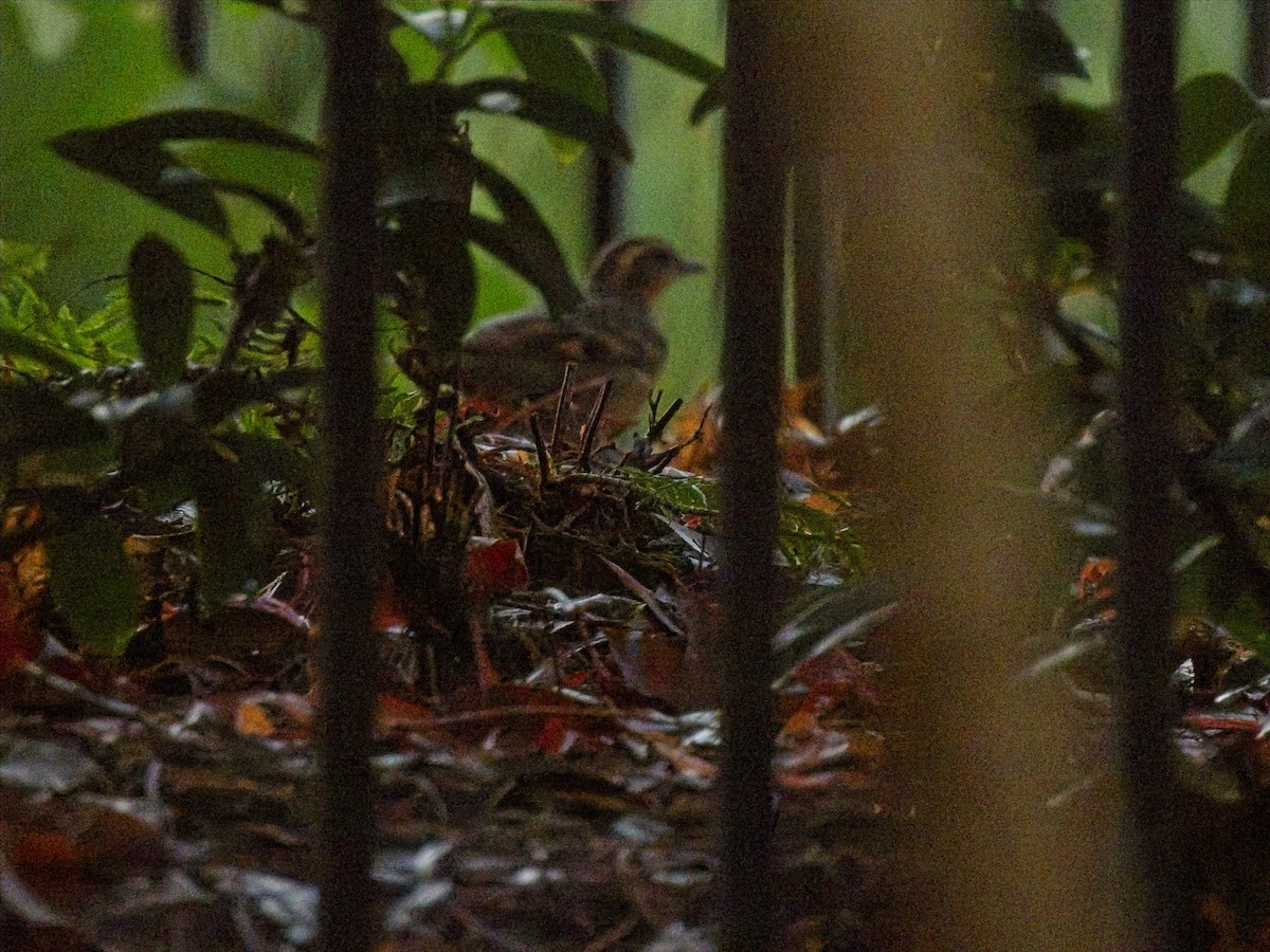 Zorzal Pinto - ML645959316