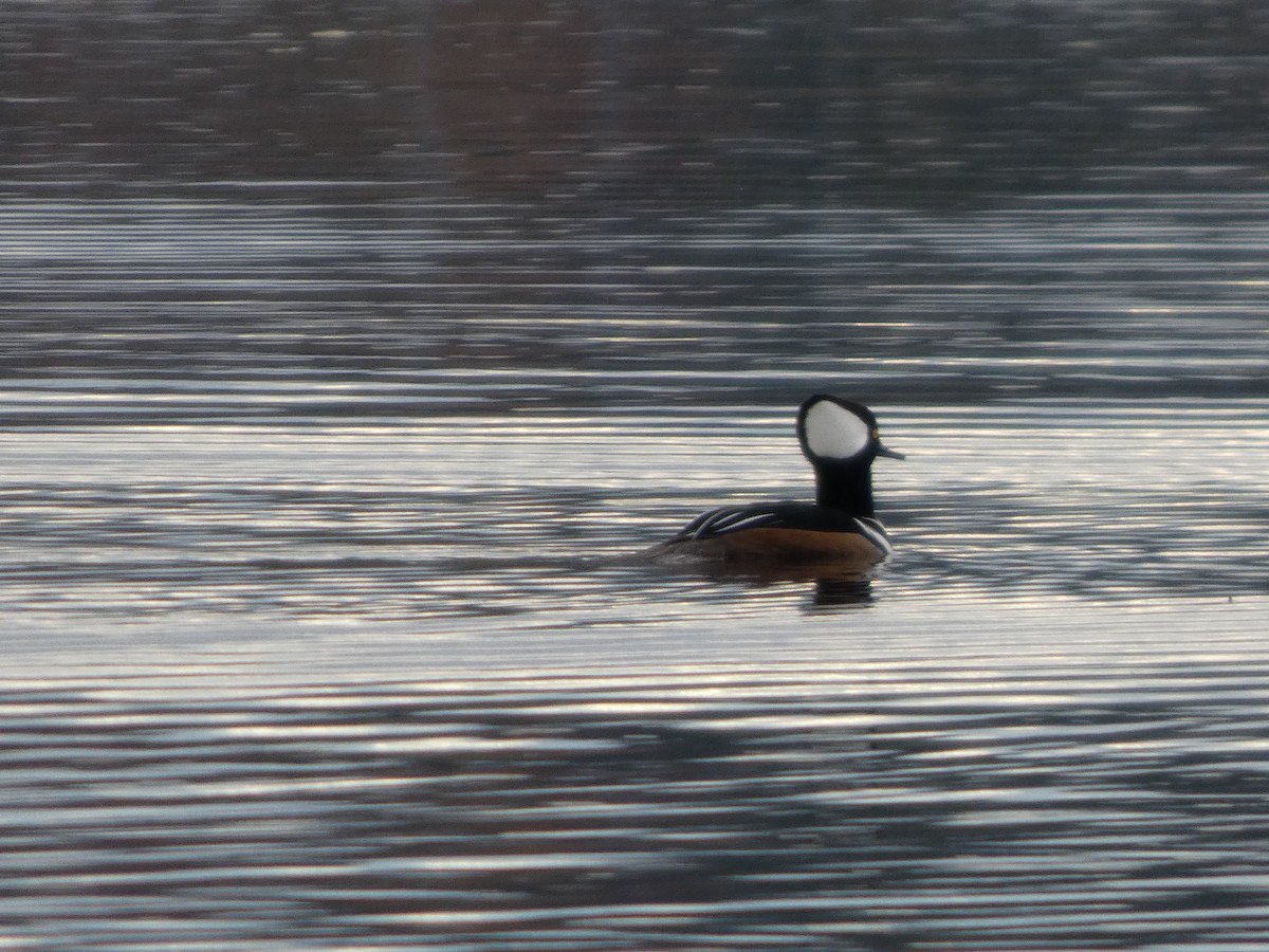 Serreta Capuchona - ML645959318