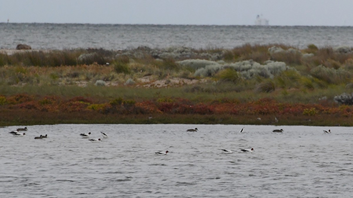Avoceta Australiana - ML645959323