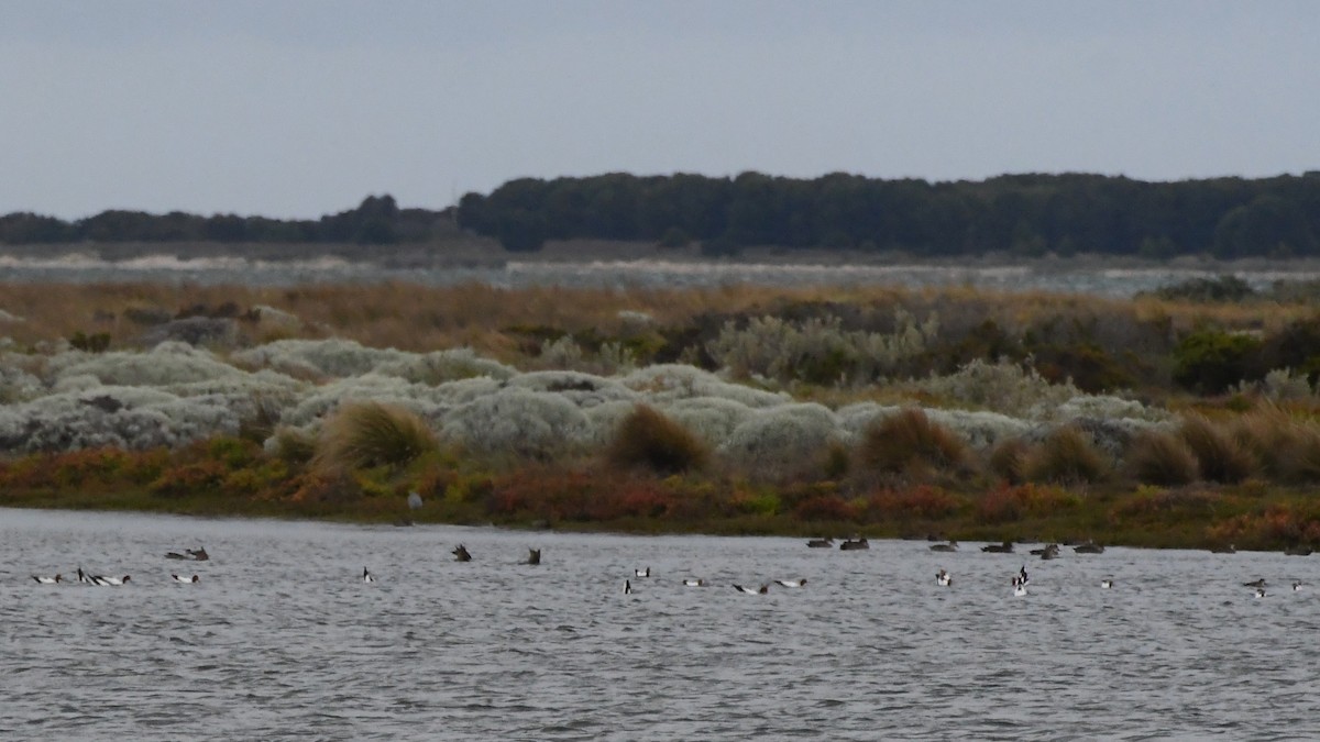 Red-necked Avocet - ML645959326