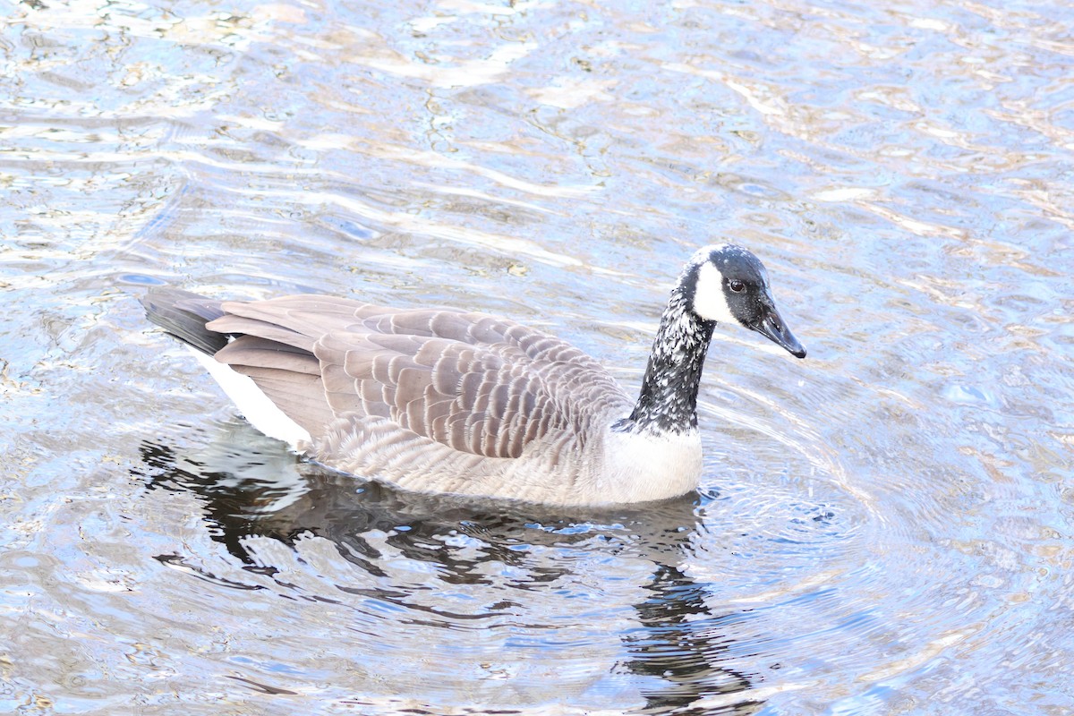 Bernache du Canada - ML645959333