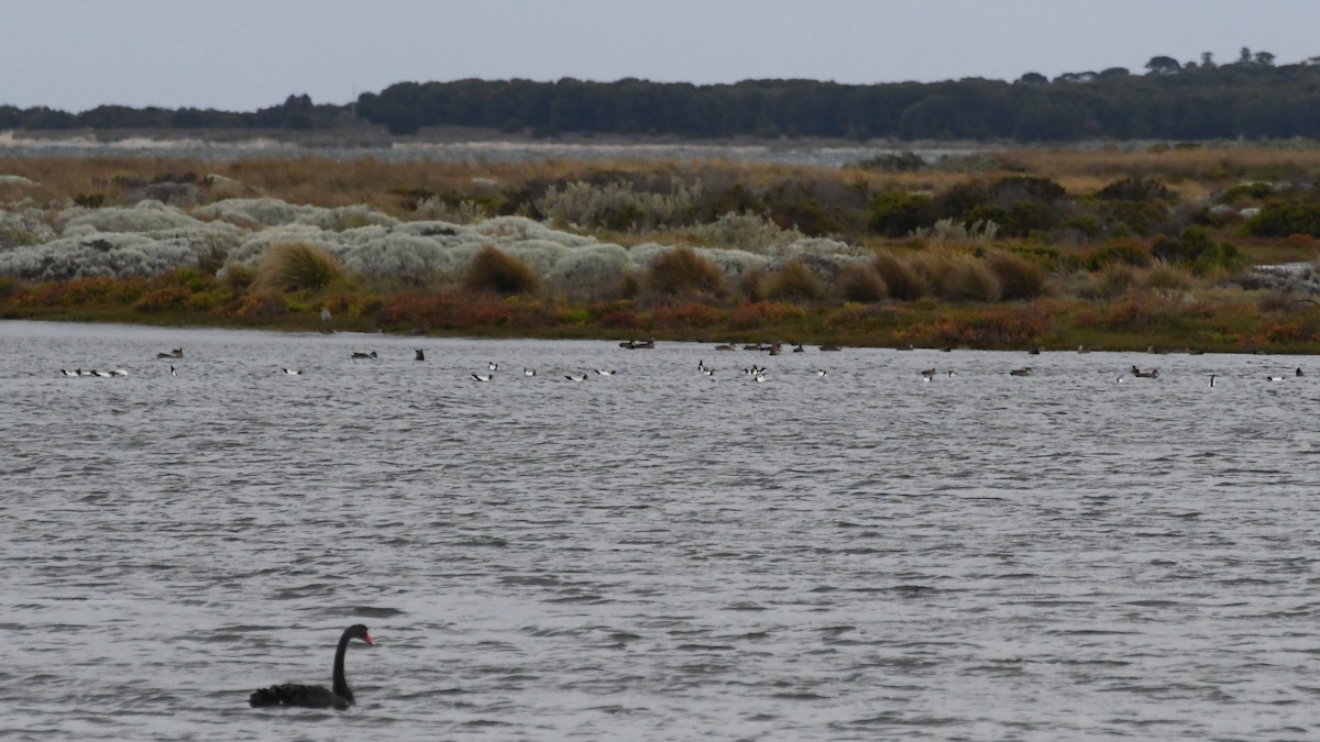 Red-necked Avocet - ML645959335