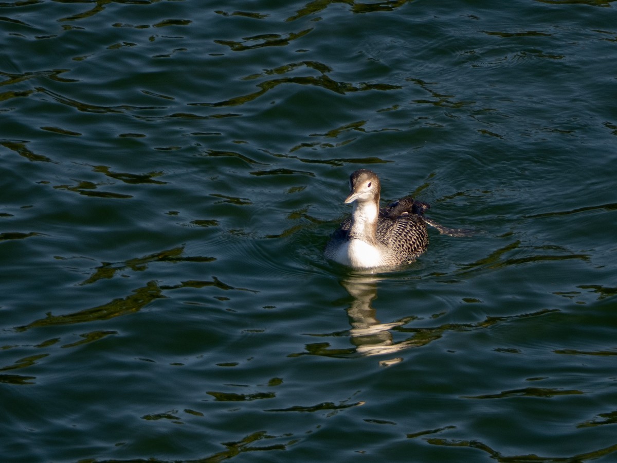 potáplice lední - ML645959337