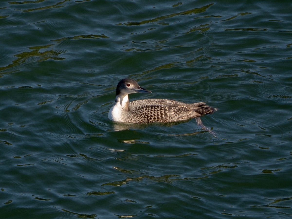 potáplice lední - ML645959338