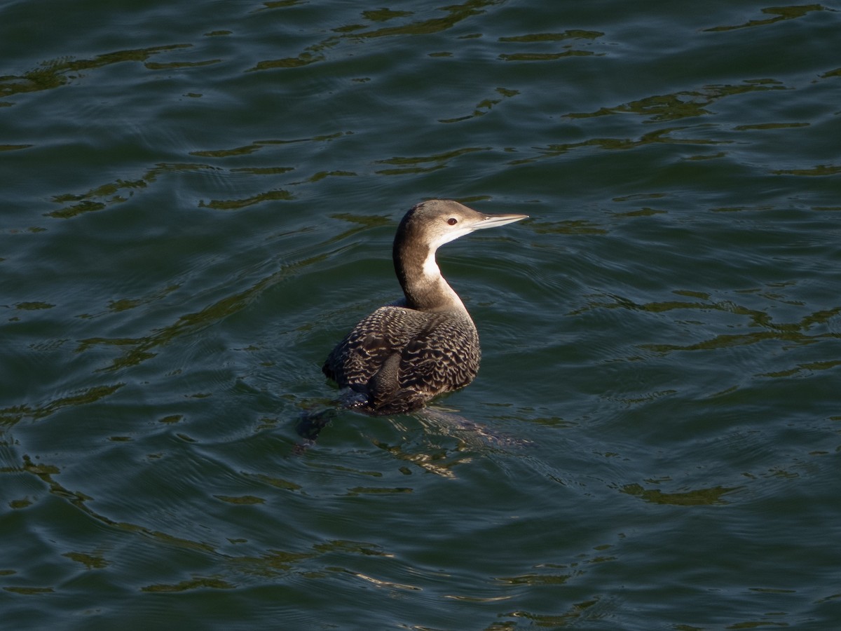 potáplice lední - ML645959345