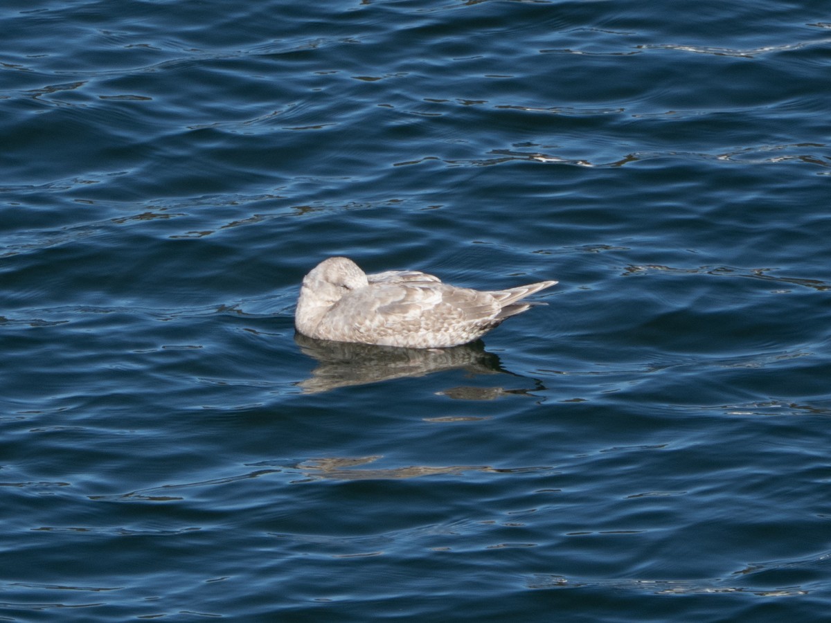 racek šedokřídlý - ML645959347